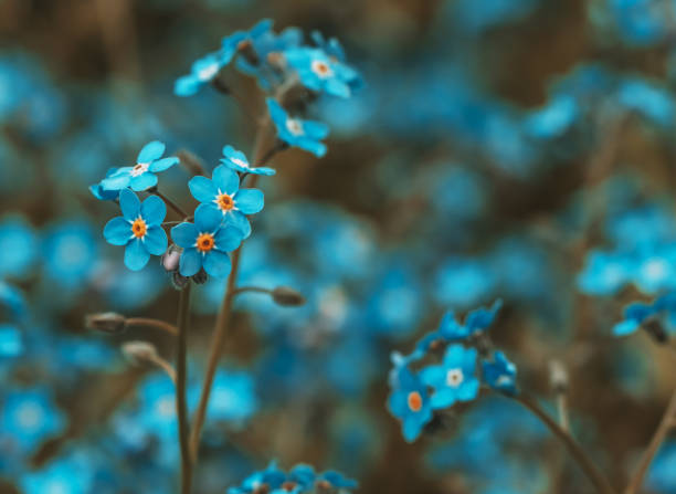 istock blue charming small flowers, toned teal and orange 1306077533