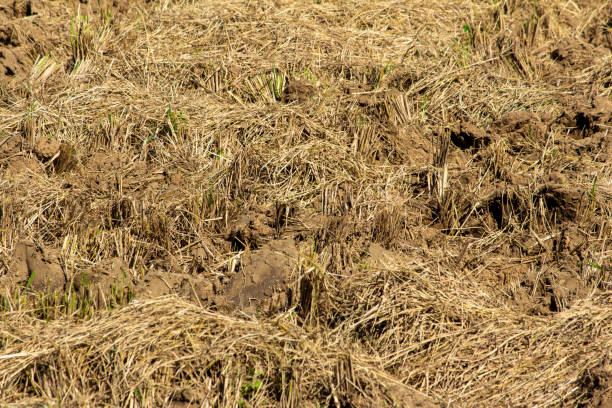 View of agricultural farm land post harvesting of paddy crops. Stubble after harvest. View of agricultural farm land post harvesting of paddy crops. Stubble after harvest. field stubble stock pictures, royalty-free photos & images