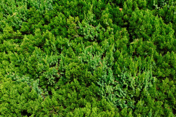 istock Close-up of a Thuja hedge background 1306078921
