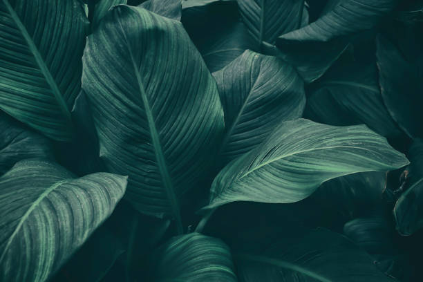 istock tropical leaf, dark green foliage, botanical nature background 1306079736