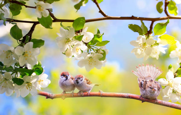 istock birds and chicks sparrows sit on a branch in a sunny blooming garden with their feathers spread out 1306080788