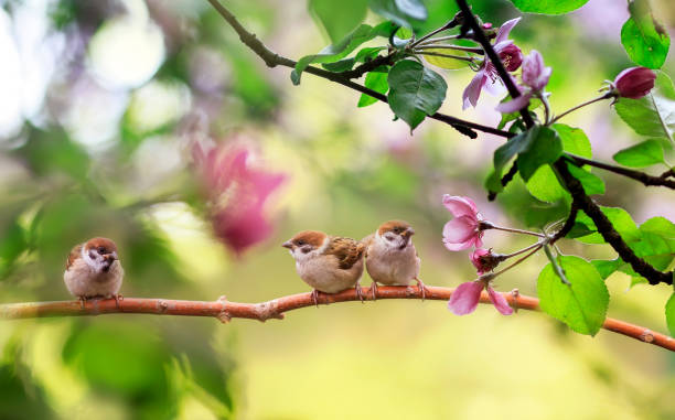 istock birds and chicks sparrows sit on a branch in a sunny blooming garden with their feathers spread out 1306080789