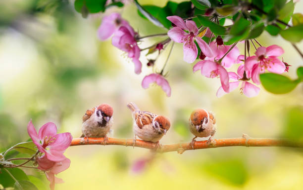 istock birds and chicks sparrows sit on a branch in a sunny blooming garden with their feathers spread out 1306080791