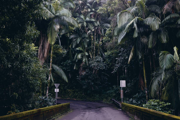 Narrow bridge in a lush tropical rainforest on the Big Island in Hawaii.