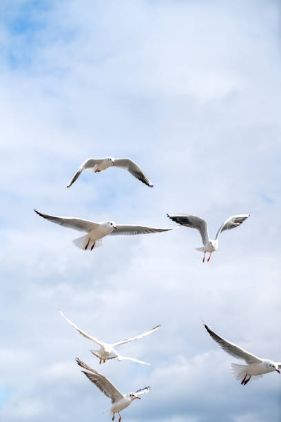 istock Flock of Seagulls in flight 1306082203