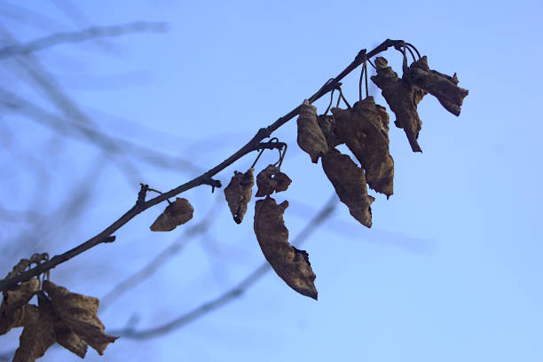 a dry branch of an apple tree with not fallen leaves
