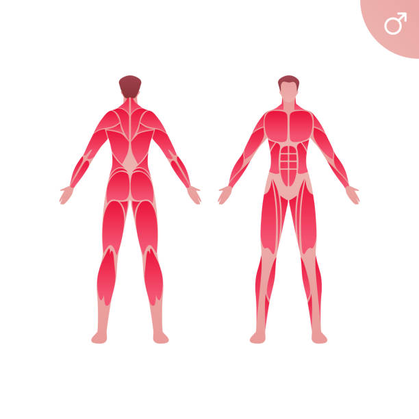 ilustraciones, imágenes clip art, dibujos animados e iconos de stock de anatomía muscular humana. ilustración vectorial de color plano. carácter masculino anatómico de longitud completa. vista sin piel del hombre delante y detrás. elemento de diseño para medicina, educación y deporte. - muscular build human muscle men anatomy