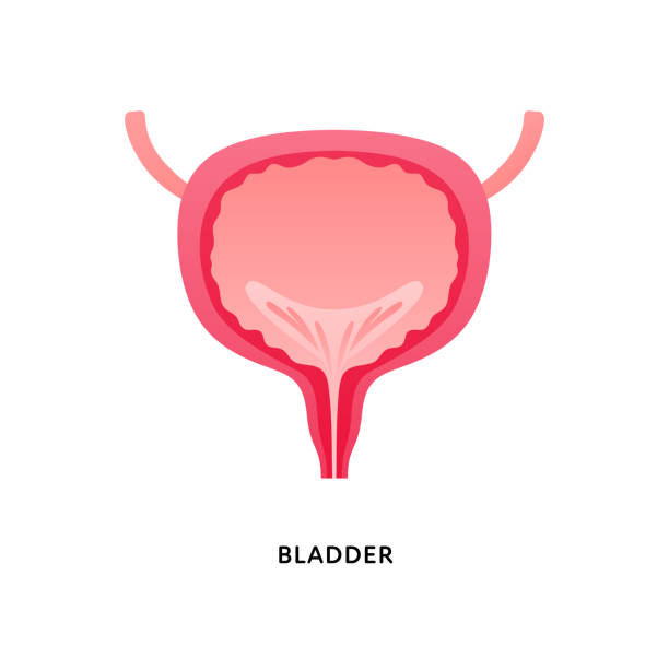 istock Human organ collection. Vector flat modern anatomical icon color illustration. Red bladder isolated on white background. Health care medical sign. Design element for urology. 1306083266