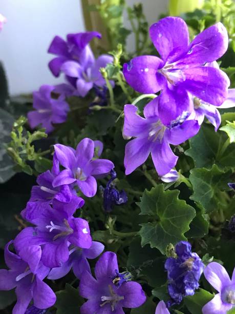 istock Purple flowers 1306083908