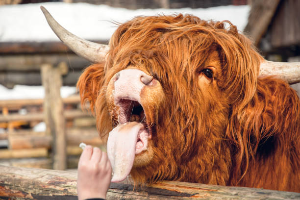 istock Highland Scottish Cow in a Cattle Corral 1306084288
