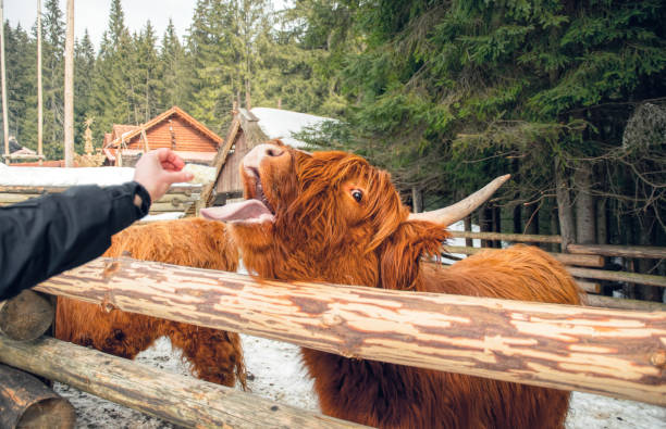 istock Highland Scottish Cow in a Cattle Corral 1306084333