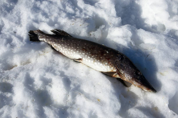 istock dead northern pike on ground at winter 1306085091
