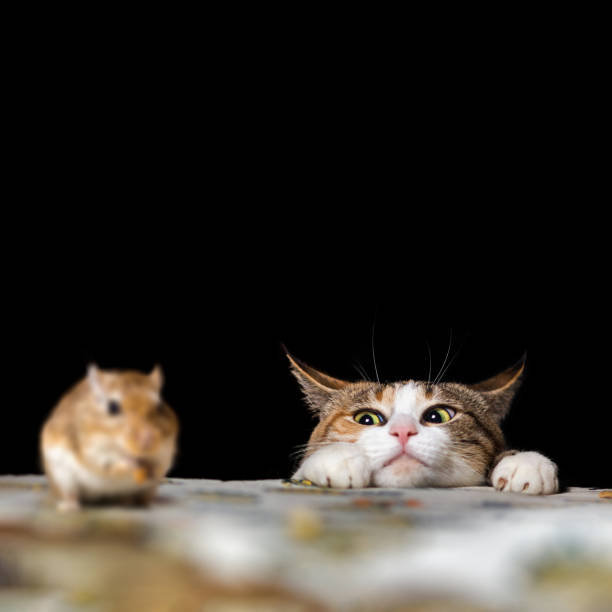 istock Pretty Ginger Cat in Alerness Hunting on the Little Mouse on the Table 1306085302