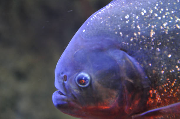 istock I watch you from the depths 1306085387