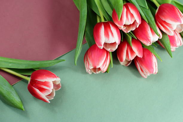 istock Red white tulips on purple green paper background 1306086365