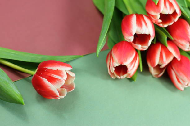 istock Red white tulips on purple green paper background 1306086418