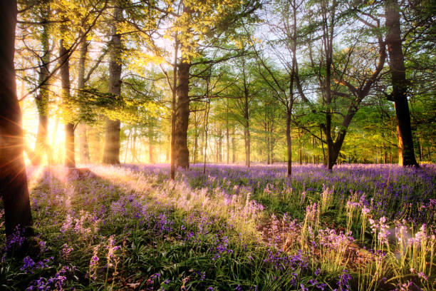 Amazing sunrise through Norfolk bluebell woodland Amazing sunrise through bluebell woodland. Wild spring flowers hidden in a forest landscape with early dawn sunlight bluebell photos stock pictures, royalty-free photos & images