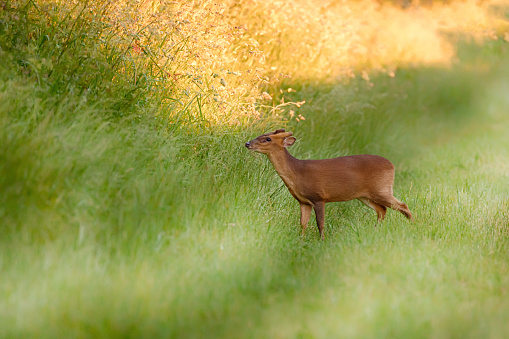 Wild muntjac deer close up crossing a grass track. Animal in the wild in Norfolk UK