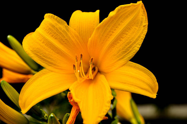 istock The day lily glows in the morning sun 1306086473