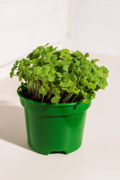 istock Seedlings grown from seeds at home, on a windowsill. Concept: preparing for the summer .Selective focus 1306086974