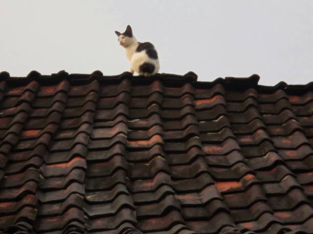 istock The cat on the tiled roof. 1306087715