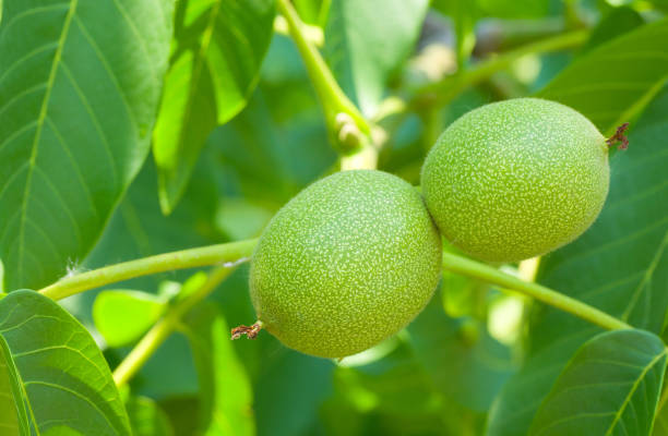 imagen de primer plano de nueces inripe en el árbol. - walnut tree walnut nut branch fotografías e imágenes de stock