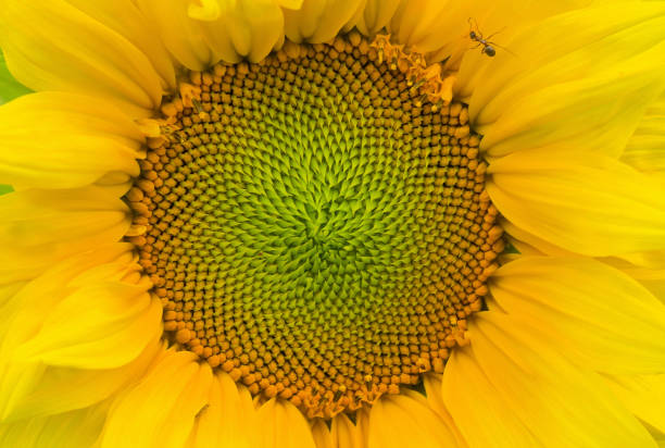 Natural background - closeup sunflower picture.