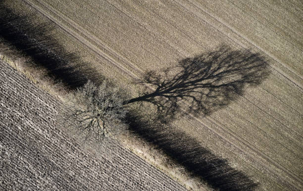 Parallel lines in plowed field. Sparse composition in only earth color