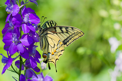 Old World Swallowtail (Papilio machaon) butterfly on a blue flower at bright  sunny day.