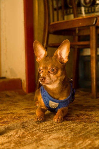 istock Brown chihuahua dog 1306090057