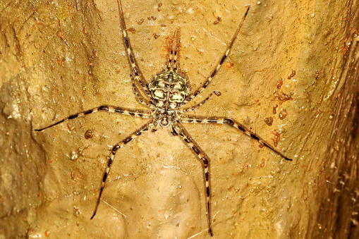 Two Tailed Spider, Hersilia, Anshi Tiger reserve, Uttarakannada, Karnataka, India