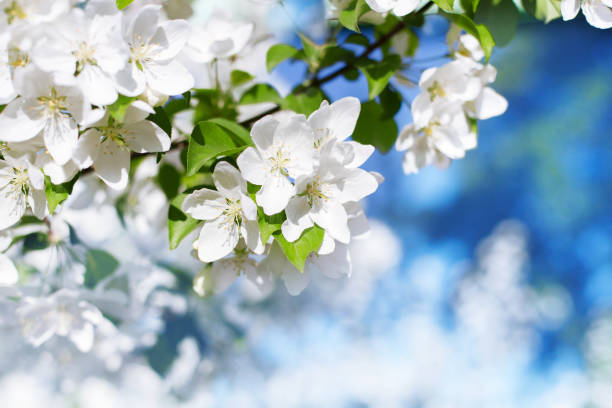 Photo of White flowers green leaves blooming apple tree branch soft focus close up, blue sky blurred bokeh background, beautiful spring blossom, delicate floral nature, springtime orchard, fruit garden bloom