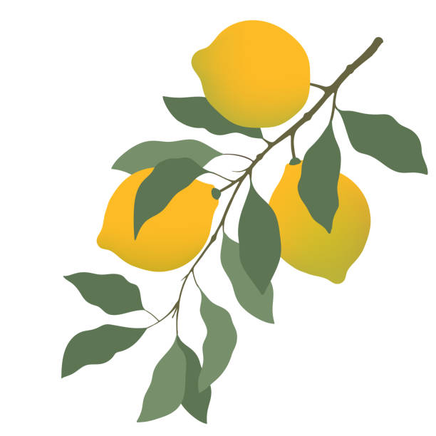 illustrazioni stock, clip art, cartoni animati e icone di tendenza di un ramo con frutta al limone e foglie. stile giapponese. albero di limone con limoni. per libri, riviste, tessuti, ecc. - grapefruit citrus fruit leaf fruit