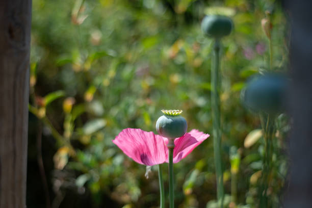 petals, seed capsule and filaments