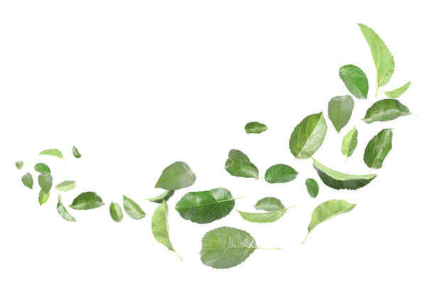 istock Many green leaves moving by gust wind on white background 1306092998