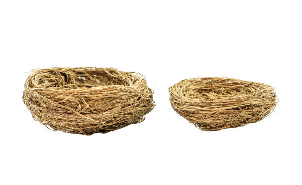 A bird nest is the spot in which a bird lays, incubates its eggs and raises its young, nest building is the job for male or hen.