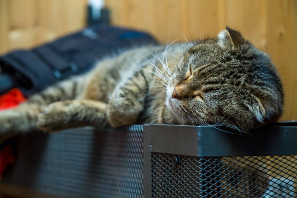 istock The gray cat is lying on the radiator and warming up. 1306096695