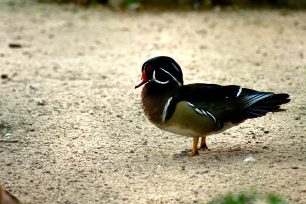 istock Cute duckling resting in the shade of a tree 1306096795
