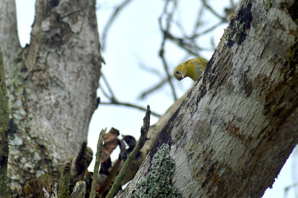 istock canary watching curiously what happens below his tree house 1306097487