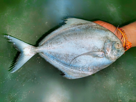 Pablet Fish Pamphlet Fish Single Focused In A Plain Background Stock Photo ...
