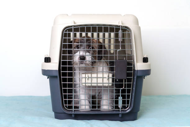 Jack Russell Terrier dog inside a special plastic gray crate animal Jack Russell Terrier dog inside a special plastic gray crate animal. transportation cage stock pictures, royalty-free photos & images