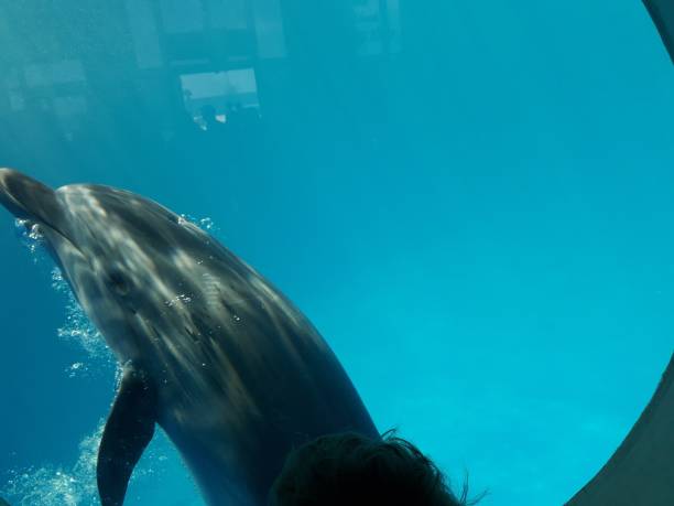 istock dolphins in the blue sea 1306098787