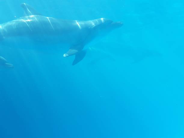 istock dolphins in the blue sea 1306098792