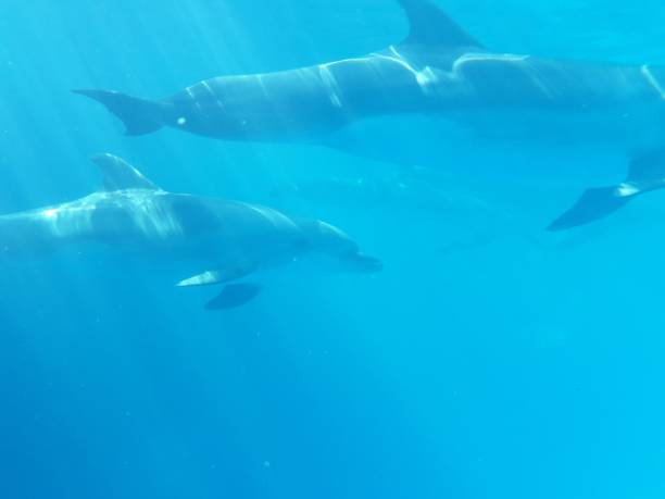 istock dolphins in the blue sea 1306098795