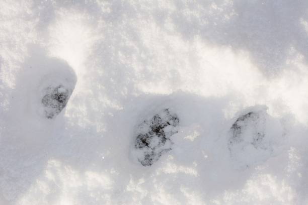 istock Pawprints in snow, UK. 1306098810