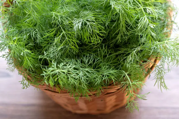 Wicker basket on wooden table full of green fresh ripe dill herbs.