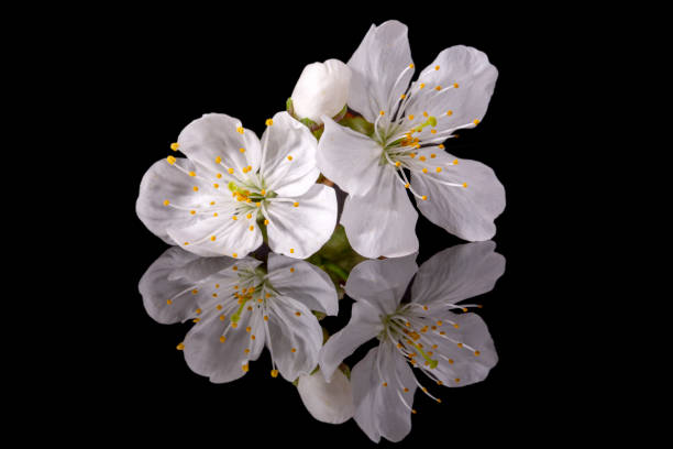 istock Apple tree blossom isolated on black background, close up. White delicate spring flowers. 1306100998