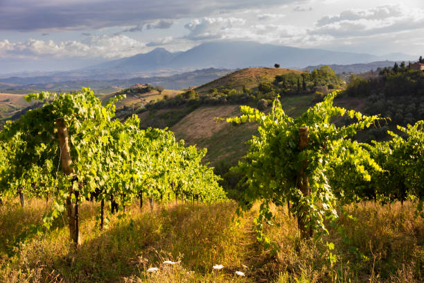 istock Panoramic view to vineyard on hills, winery and wine making 1306101041