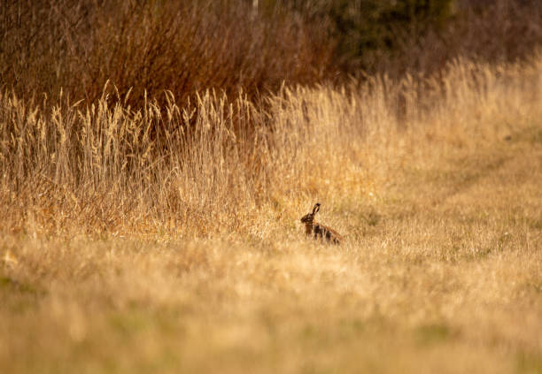 istock A beautiful brown hare in the spring meadow. Springtime scenery with local animals. 1306101217