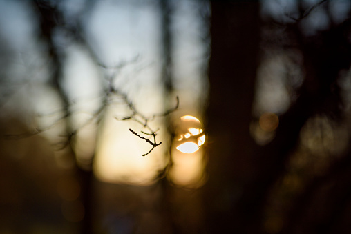 Deciduous branch close-up against sun